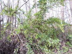 Ceanothus megacarpus