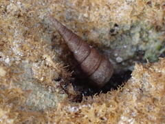 Triphorinae