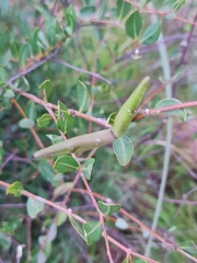 Cryptolepis oblongifolia