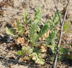 Papaver rhoeas