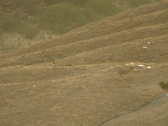 Oreotragus oreotragus