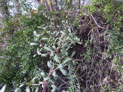 Ceanothus megacarpus
