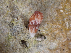 Cerithioidea