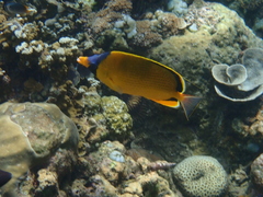 Chaetodon semeion