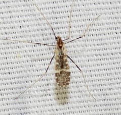 Erioptera caliptera
