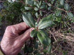Ceanothus megacarpus