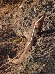 Gallotia stehlini