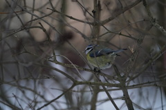 Cyanistes caeruleus