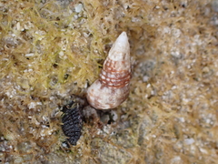 Cerithiidae