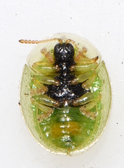 Cassida margaritacea