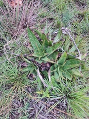 Aloe greatheadii davyana