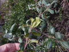 Ceanothus megacarpus