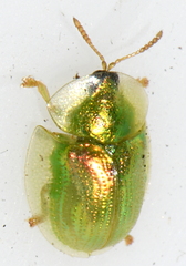 Cassida margaritacea