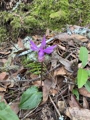 Calypso bulbosa occidentalis