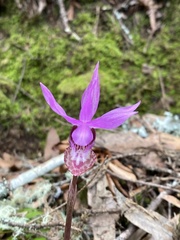 Calypso bulbosa occidentalis