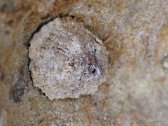 Isognomon alatus