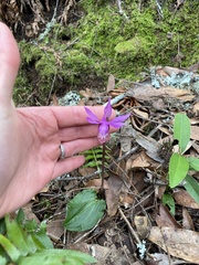 Calypso bulbosa occidentalis