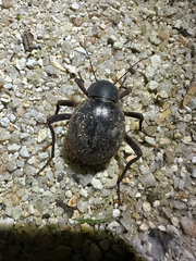 Ocnodes