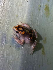 Phrynomantis annectens