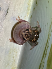 Phrynomantis annectens