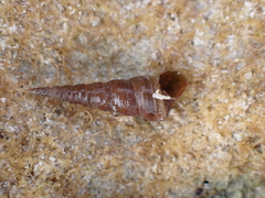 Cerithiopsis