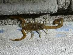 Uroplectes
