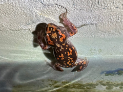 Phrynomantis annectens