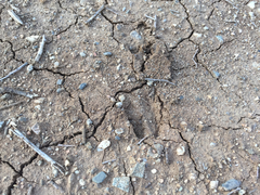 Odocoileus hemionus californicus