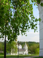 Betula pendula