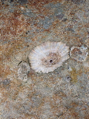 Fissurella barbadensis