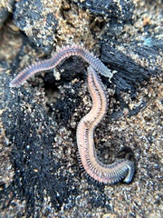 Gosodesmus claremontus