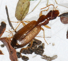 Paradromius linearis