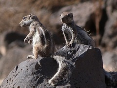 Atlantoxerus getulus