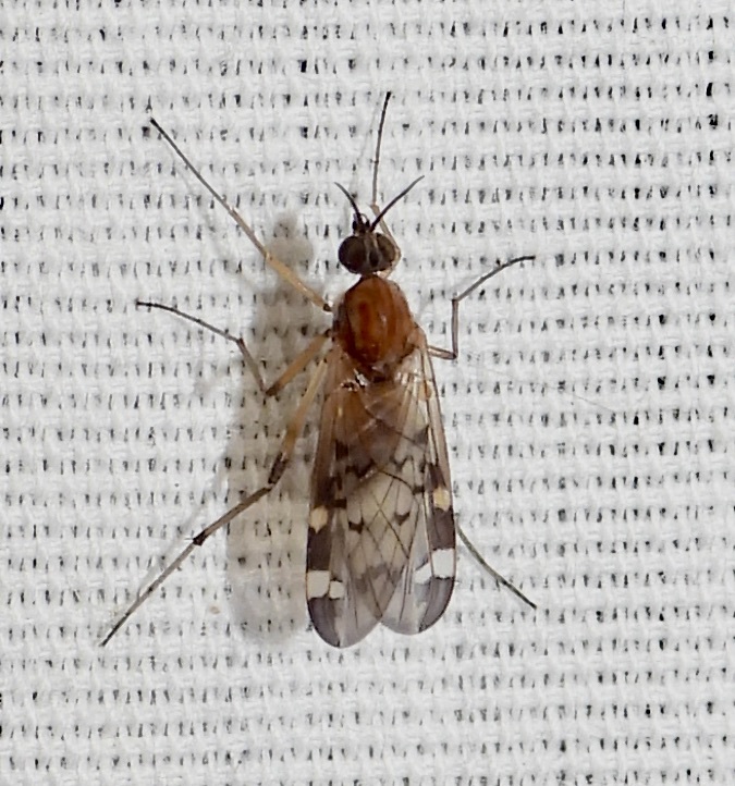 Anisopodidae