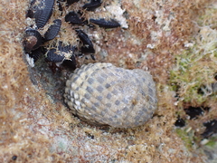 Nerita tessellata