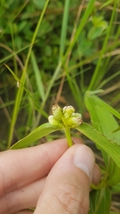 Ichthyothere terminalis