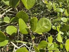 Quercus myrtifolia