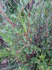 Cryptolepis oblongifolia