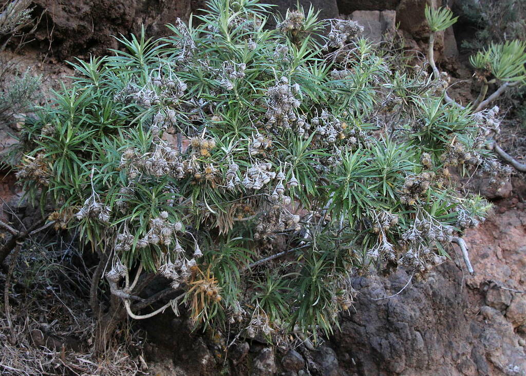 Carlina canariensis