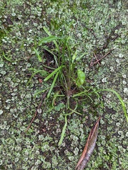 Claytonia parviflora