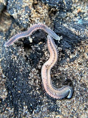 Gosodesmus claremontus