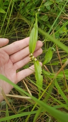 Ichthyothere terminalis