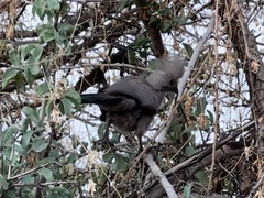 Corythaixoides concolor