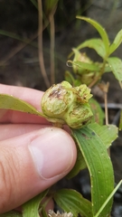 Ichthyothere terminalis