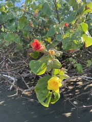 Hibiscus tiliaceus image