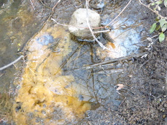 Gallionellaceae