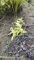 Ichthyothere terminalis