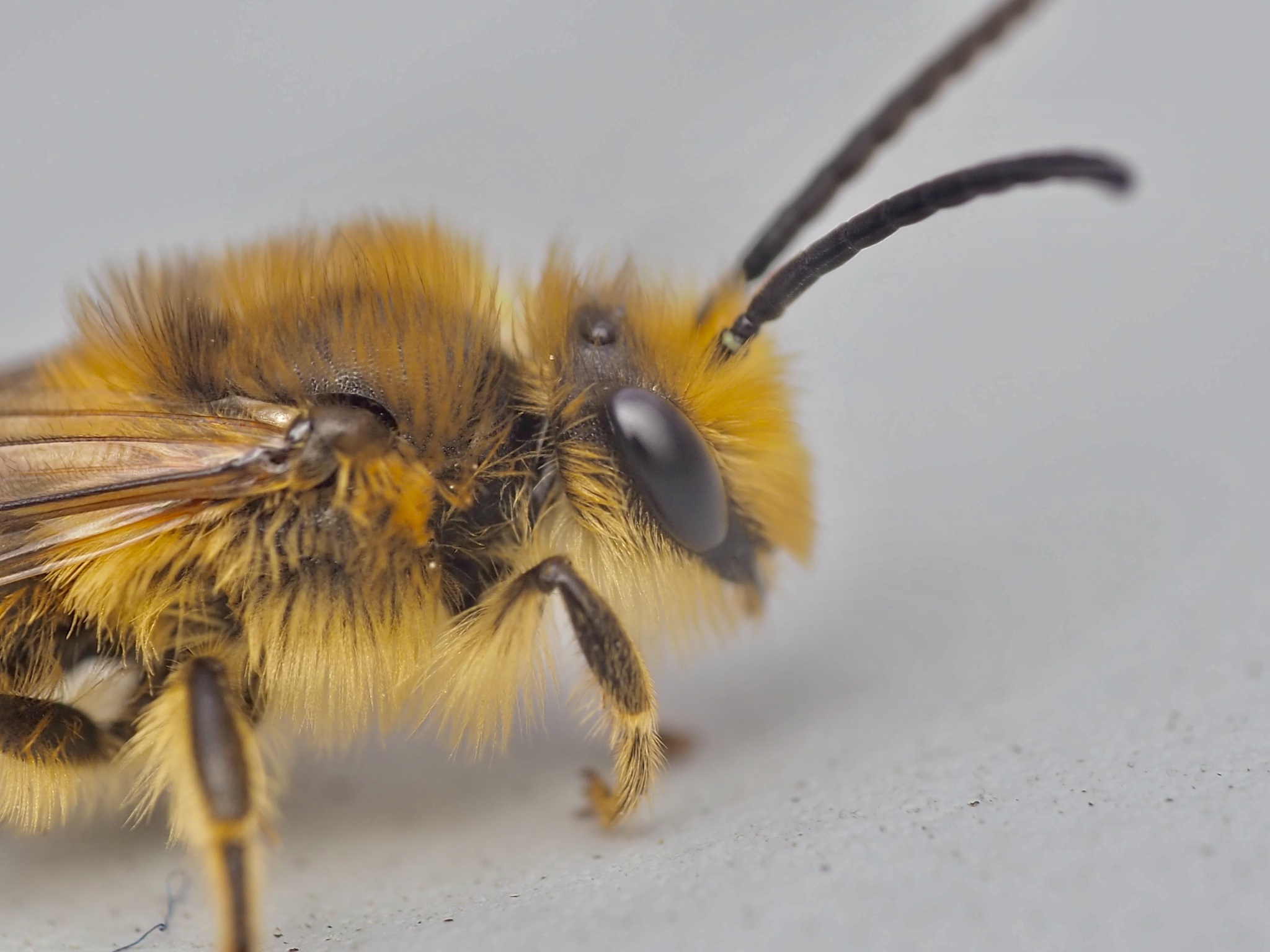 Haplotrinchus Inaequalis Colletes inaequalis Say, 1837