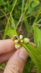 Ichthyothere terminalis