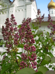 Syringa vulgaris
